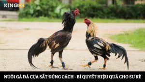 nuôi gà đá cựa sắt